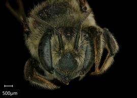   Megachile tsurugensis  female face, photo: Shaun Heller 
